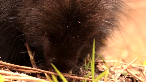 a north american porcupine eat some vegetation