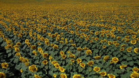 drone footage of blooming sunflowers – cinematic backward movement