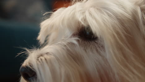close-up of a white shaggy dog's head