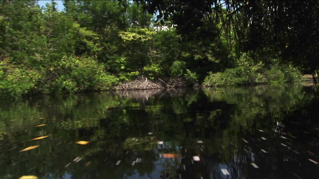 습지 강 지역의 부두에 묶인 고급 보트