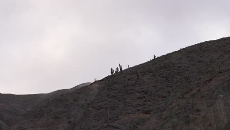 Vista-Aérea-De-La-Vegetación,-Cactus-Saguaro,-En-La-árida-Montaña-Andina-Del-Noreste-Argentino,-Jujuy