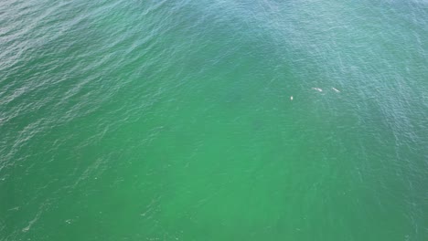 turquoise seascape with bottlenose dolphins in cabarita beach, nsw, australia - drone shot