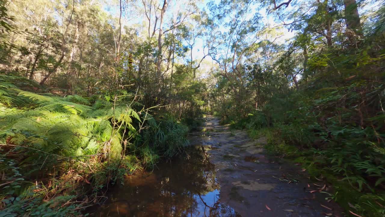 Forest Creek Morning Sunlight - Cine Flight