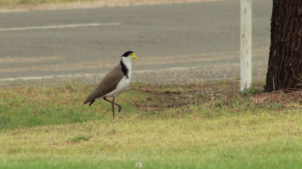 자연 스트립에 가면을 입은 lapwing plover 다음 멀리 날아간다