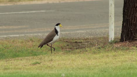 plover de alas enmascaradas en la franja de la naturaleza y luego vuela lejos