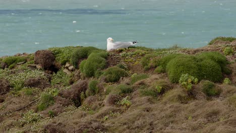 tiro amplio de gaviota de mar, gaviota de cabeza blanca limpiándose limpiándose a sí mismos