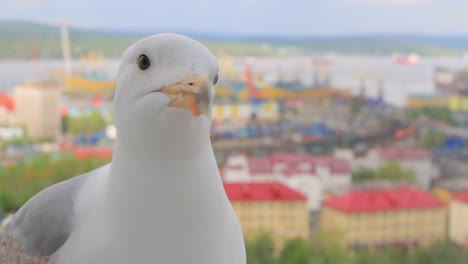 The-head-of-a-seagull-in-close-up.