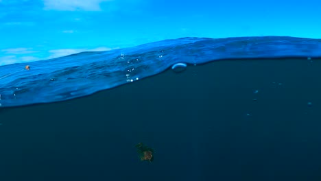 Underwater-footage-of-sculpin-swimming-away