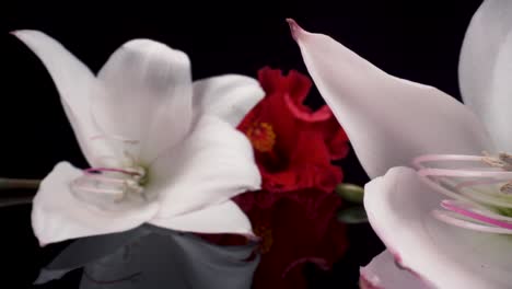 Avanzando-Vista-Macro-De-Lirio-De-Belladona-Blanco-E-Hibisco-Rojo-Sobre-Un-Fondo-Reflectante-Negro,-Bellas-Y-Elegantes-Imágenes-De-Flores-De-4k