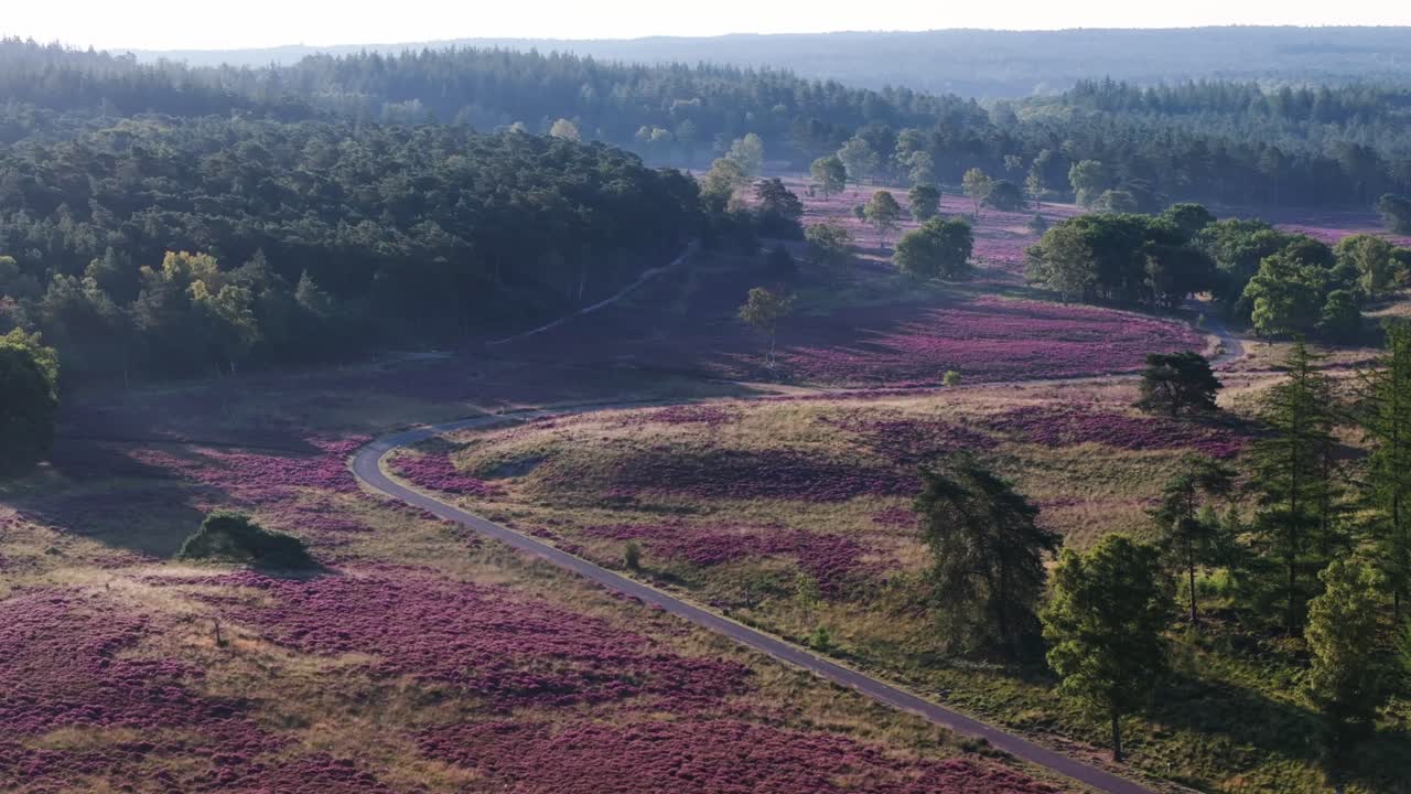 Scenic Landscape with Heather and Forest