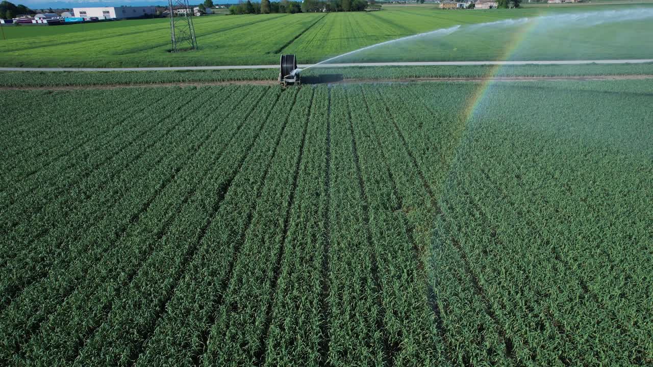 Tubo flessibile per irrigatori rotanti che irriga un campo di erba medica (Medicago sativa), creando un effetto arcobaleno visibile nello spruzzo d'acqua durante l'irrigazione aerea estiva nella Pianura Padana, Italia