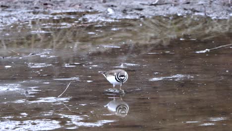 Killdeer-walking-and-feeding-in-mud-flats