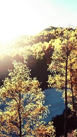 autumn landscape: golden trees and sunset