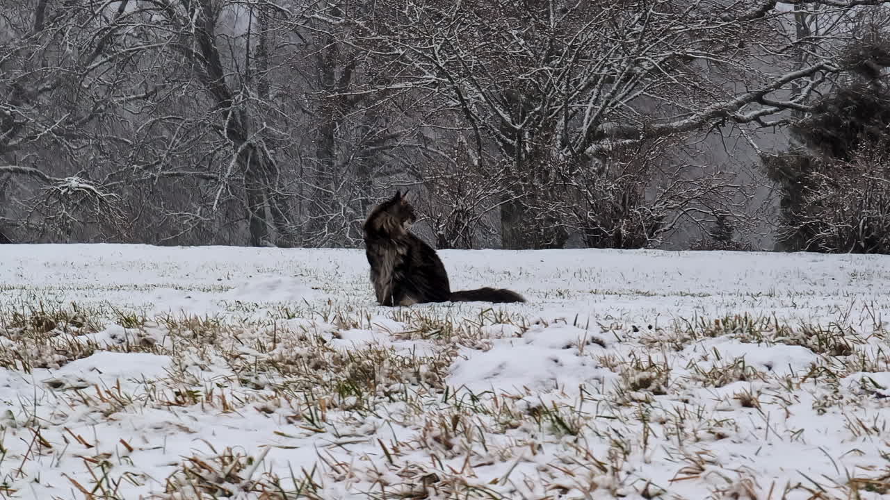 A lone cat sits on a snowy field as trees stand bare in the winter cold. Cēsis, Latvia