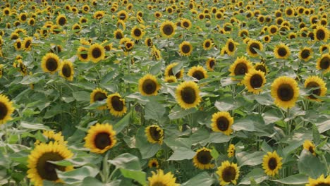 jardín de girasoles