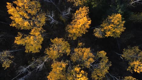 Hermoso-Video-De-árboles-Forestales-En-Colores-Otoñales-Moviéndose-Al-Unísono-En-Los-Paisajes-De-Alberta,-Canadá