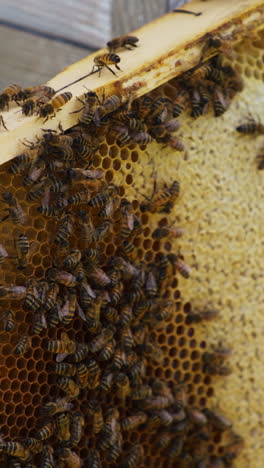 swarm of bees on a wooden frame with honeycomb. lots of honey bees roaming on the frame with honeycomb. close up. vertical video