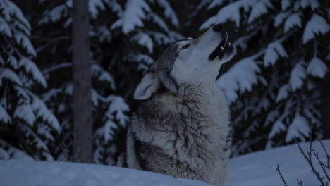 winter wolf under the full moon