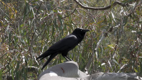 crow sitting in a gumtree singing