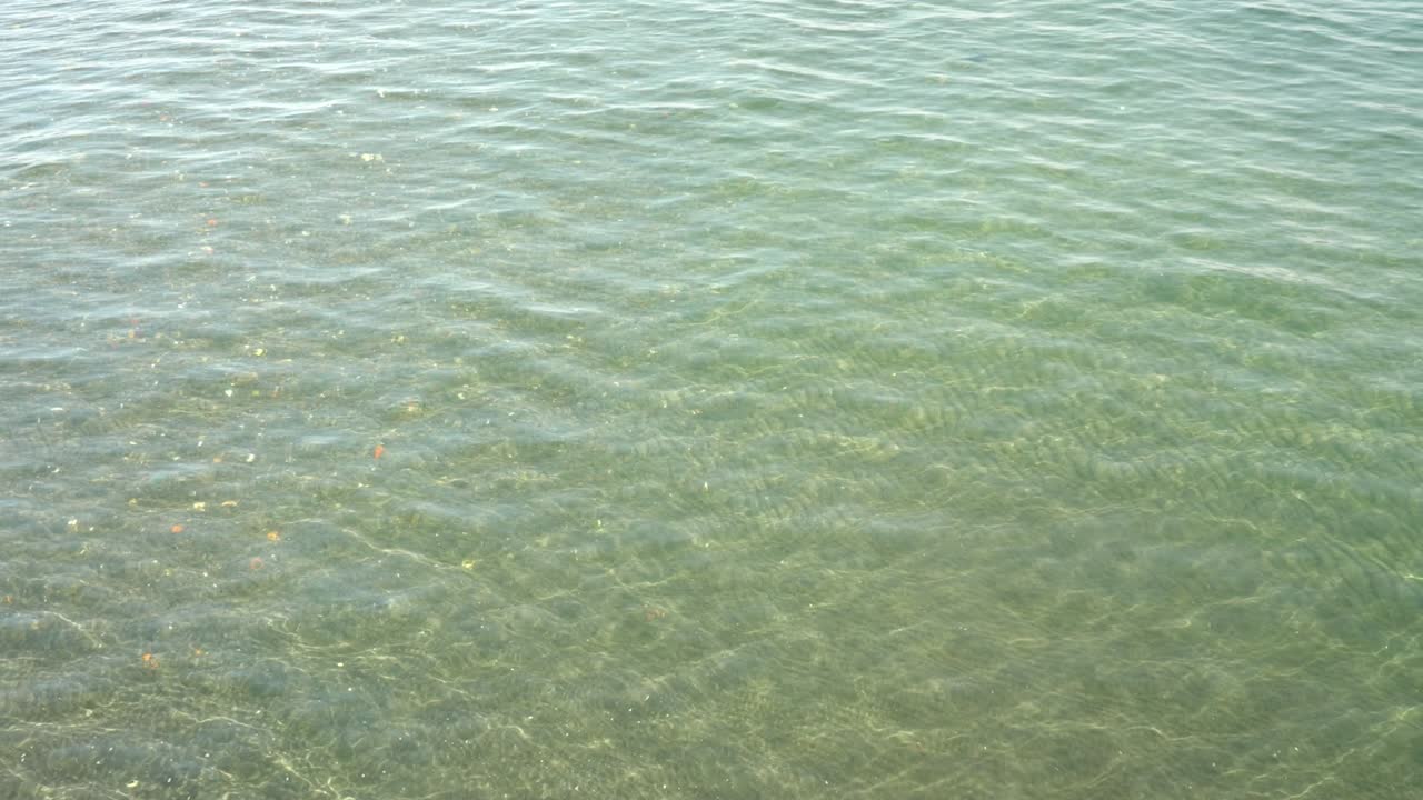 반이는 투명한 바다