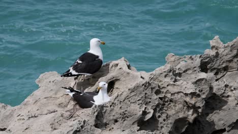 un par de gaviotas que anidan en un acantilado