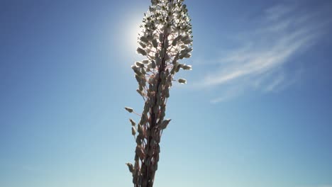 Camera-moving-down-slowly-filming-a-beautiful-flower-with-the-sun-right-behind-it-4k