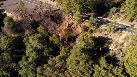 toma aérea de 4k de robles y pinos que revelan automóviles circulando por una carretera a través del bosque