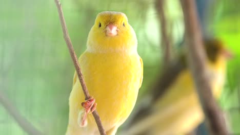 canary bird inside cage perch on sticks and wires