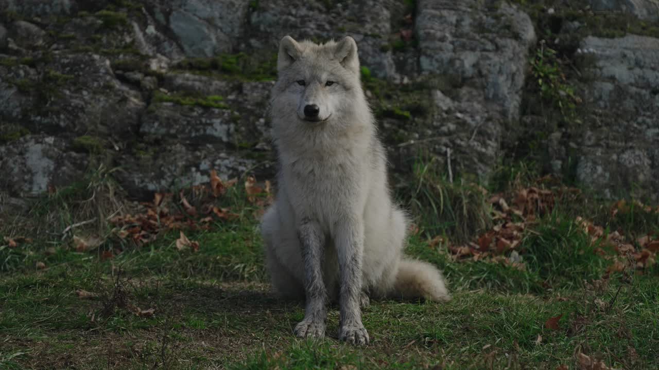 lobo ártico solitario sentado en la hierba con suciedad en su pelaje blanco en parc omega, quebec, canadá