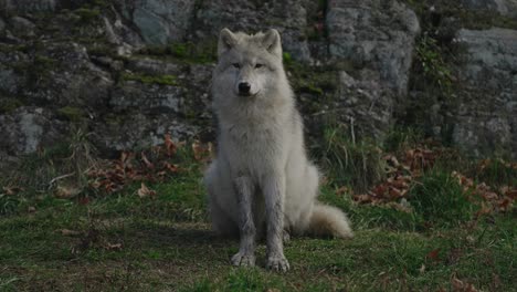 Einsamer-Polarwolf-Sitzt-Auf-Gras-Mit-Schmutz-Auf-Seinem-Weißen-Fell-Im-Parc-Omega,-Quebec,-Kanada