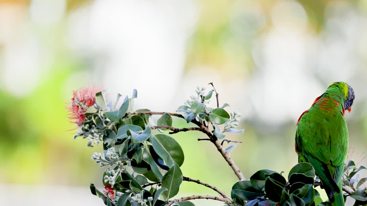 A vibrant rainbow lorikeet interacts with flowers on a branch in a sunlit, natural setting