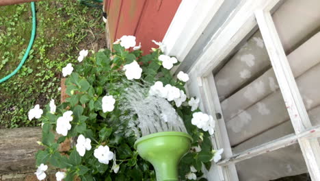 water can watering flowers in window planter