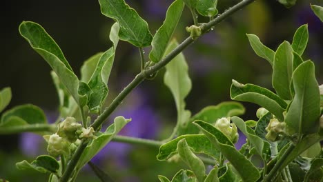 Jasminrebe-Mit-Verschwommenen-Violetten-Und-Tiefvioletten-Blüten-Mit-Smaragdgrünen-Blättern-Und-Regentropfen-An-Einem-Regnerischen-Tag