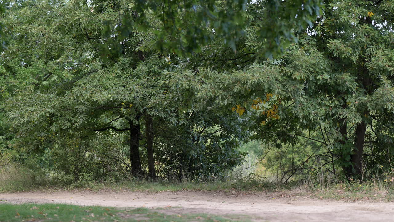 Forest edge with dirt path and green trees