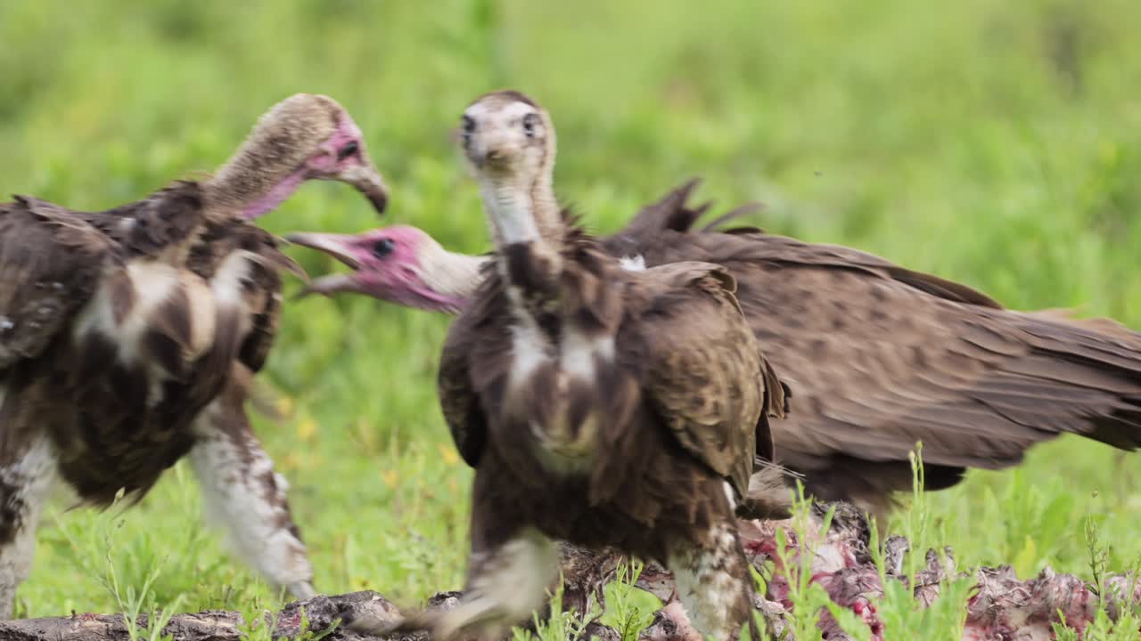 White-backed Vultures Feeding on a Carcass in the African Savanna