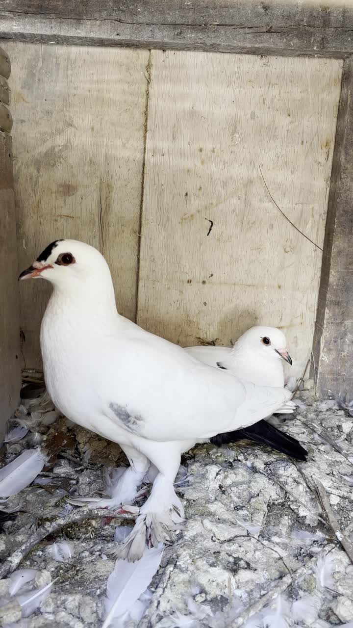 Dos palomas blancas con patas emplumadas en un gallinero de madera