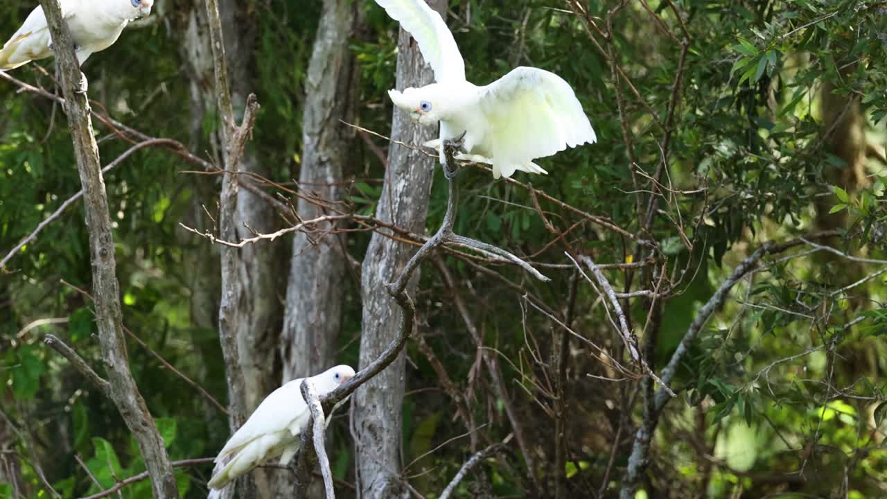 la cacatúa despega y vuela entre los árboles