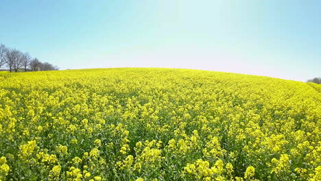 Sonnenlicht-Taucht-Ein-Riesiges-Rapsfeld,-Unterbrochen-Von-Einer-Baumreihe-Unter-Klarem-Himmel