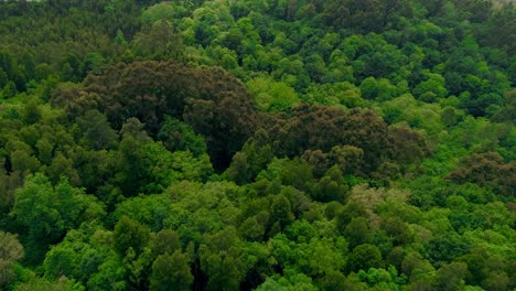 Disparo-De-Drone-De-Bosque-De-Copas-De-árboles-Verdes