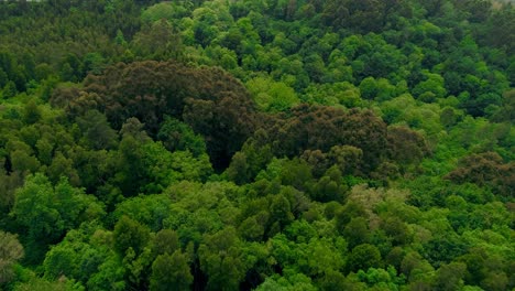 las cimas de los árboles verdes y el bosque disparado por un avión no tripulado