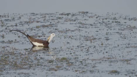 Vögel-Spielen-Im-See