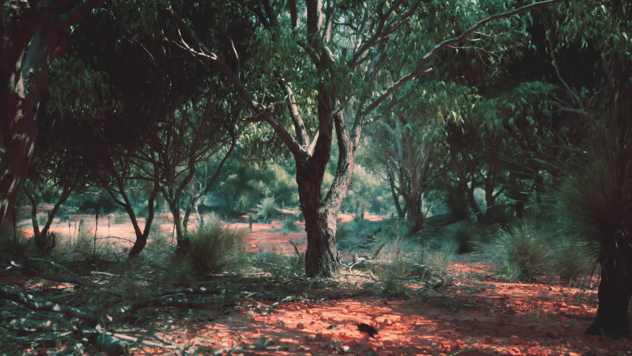 prado de sabana y el bosque