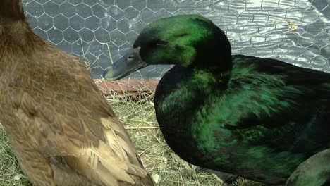 kajuga ducks from brown to green sit in a cage