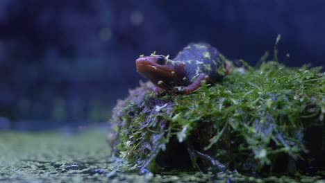 closeup of a newt lying on mossy stone slow motion