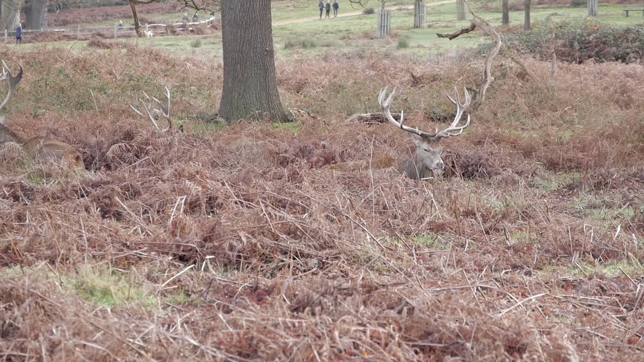 Sleepy bucks about to get to sleep