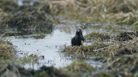 common starling looking for food in grass and taking bath in water puddle