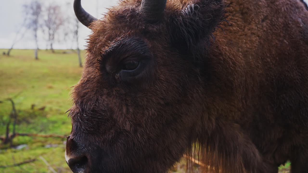 European Bison Close-up