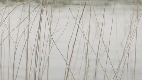 close up mid shot of river ripples with reeds and plants