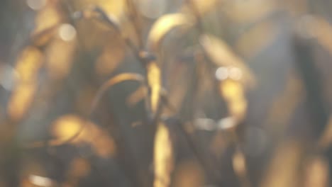 la naturaleza en movimiento como hojas marchitas y tallos de plantas son soplados por el viento