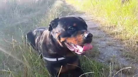 Rottweiler-enjoying-the-sun-on-a-summer-day-in-full-HD
